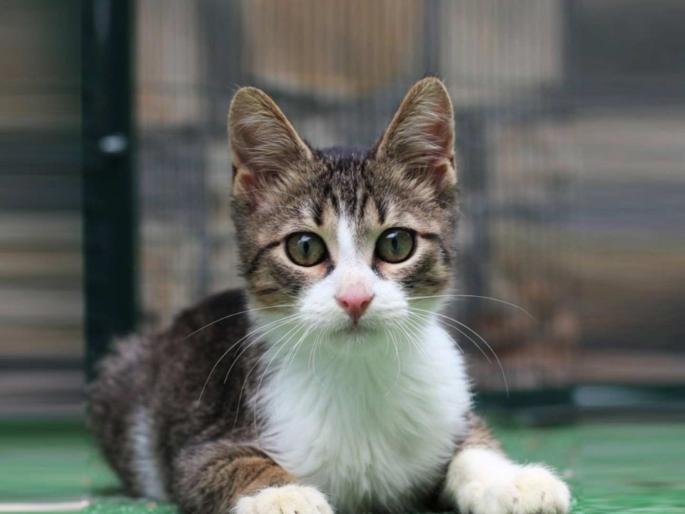 Special article: Scratches, bites and new questions regarding pet cat | लेख: कुत्र्यांचे चावे सवयीचे, पण अलीकडे मांजरीही माणसांना चावतायत, असं का बरं होतंय? Special article: Scratches, bites and new questions regarding pet cat | लेख: कुत्र्यांचे चावे सवयीचे, पण अलीकडे मांजरीही माणसांना चावतायत, असं का बरं होतंय?