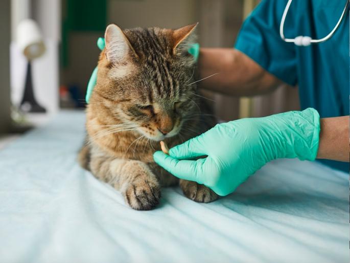 Doctor beaten up for killing cat in Pune; Filed a case pune latest crime news | पुण्यात मांजर दगावली म्हणून डॉक्टरांना मारहाण; गुन्हा दाखल Doctor beaten up for killing cat in Pune; Filed a case pune latest crime news | पुण्यात मांजर दगावली म्हणून डॉक्टरांना मारहाण; गुन्हा दाखल