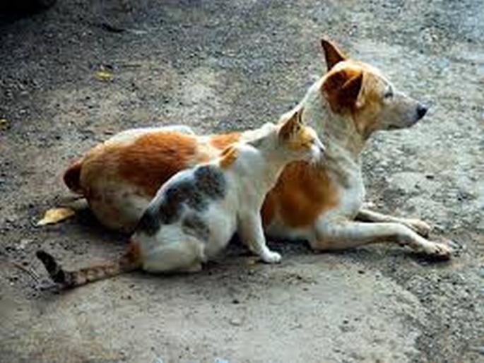 20 tonnes of carcass meat found in Kolkata factory, could be of dogs & cats | हॉटेल-रेस्टॉरन्टमध्ये विकलं जातंय कुत्रे-मांजरांचं मांस?