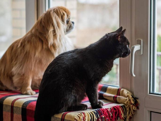 Dogs and cats inherit wealth, not children | काय सांगता! मुले नव्हे, संपत्तीचे वारस कुत्री आणि मांजरे Dogs and cats inherit wealth, not children | काय सांगता! मुले नव्हे, संपत्तीचे वारस कुत्री आणि मांजरे