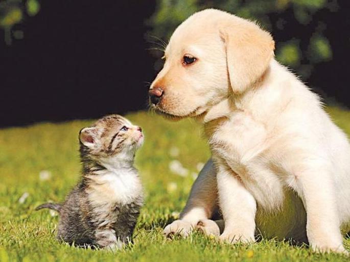 Now the dogs, cats, and government orders of the state will be required | आता कुत्र्या, मांजरांवरही द्यावा लागणार कर, या राज्यातील सरकारचा अजब आदेश Now the dogs, cats, and government orders of the state will be required | आता कुत्र्या, मांजरांवरही द्यावा लागणार कर, या राज्यातील सरकारचा अजब आदेश