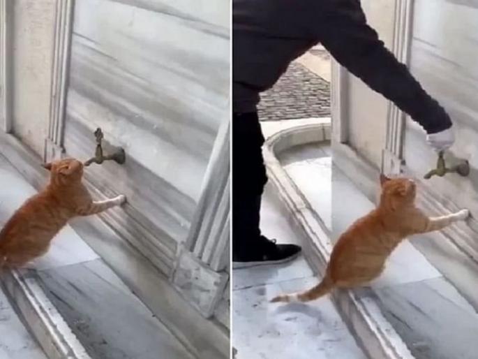 cat trying to drink water from tap, man sees it and opens tap and feed water to cat emotional video goes viral | Viral Video: पाणी पिण्यासाठी मांजराची सुरु होती धडपड, त्यासाठी एका व्यक्तीने जे केलं ते पाहुन व्हाल भावूक cat trying to drink water from tap, man sees it and opens tap and feed water to cat emotional video goes viral | Viral Video: पाणी पिण्यासाठी मांजराची सुरु होती धडपड, त्यासाठी एका व्यक्तीने जे केलं ते पाहुन व्हाल भावूक