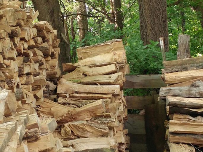 Can you find the cat in this viral photo | 'या' फोटोत लपून बसलीये एक मांजर, शोधाल तर जागेवरच मारू लागाल उड्या! Can you find the cat in this viral photo | 'या' फोटोत लपून बसलीये एक मांजर, शोधाल तर जागेवरच मारू लागाल उड्या!