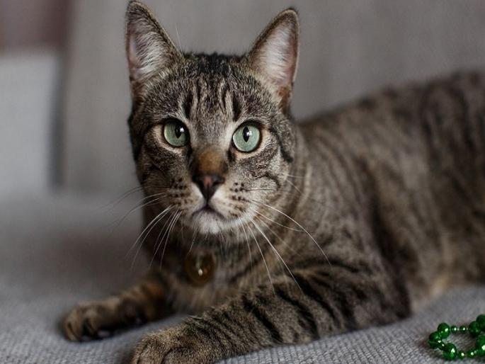 case has been registered against a woman for killing a cat by beating it with a stick | पुणे : काठीने मारहाण केल्याने मांजराच्या मृत्युप्रकरणी महिलेवर गुन्हा दाखल case has been registered against a woman for killing a cat by beating it with a stick | पुणे : काठीने मारहाण केल्याने मांजराच्या मृत्युप्रकरणी महिलेवर गुन्हा दाखल