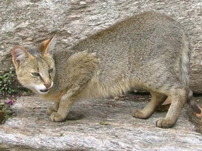 cat took away child in agra and then killed it | धक्कादायक! आईजवळ झोपलेल्या एक महिन्याच्या चिमुरड्याला मांजराने जंगलात नेले; ओरबडून केला हल्ला cat took away child in agra and then killed it | धक्कादायक! आईजवळ झोपलेल्या एक महिन्याच्या चिमुरड्याला मांजराने जंगलात नेले; ओरबडून केला हल्ला