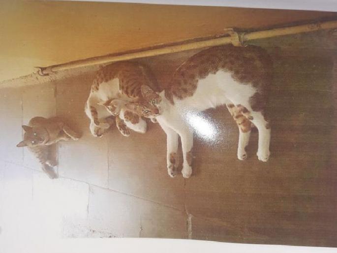 Killed cat kills in order to make Sheja a liar | शेजा-याला अद्दल घडविण्यासाठी केली मांजरीची हत्या Killed cat kills in order to make Sheja a liar | शेजा-याला अद्दल घडविण्यासाठी केली मांजरीची हत्या