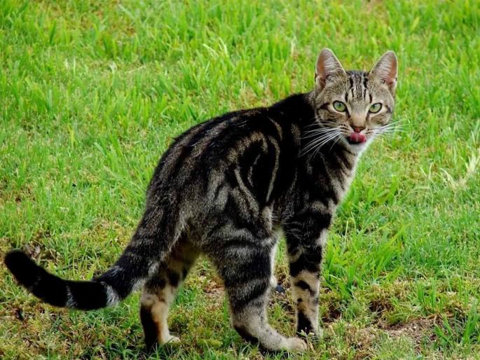 Russian man bleeds to death after being scratched by beloved cat | पाळीव मांजरीने पंजा मारल्यावर मालकाचा गेला जीव, जाणून घ्या कारण! Russian man bleeds to death after being scratched by beloved cat | पाळीव मांजरीने पंजा मारल्यावर मालकाचा गेला जीव, जाणून घ्या कारण!