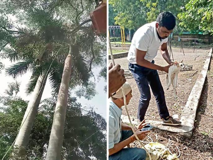 A cat clings to a 60-foot tree after being chased by stray dogs; That's how life was saved | Video: भटके कुत्रे मागे लागल्याने मांजरीचा ६० फुट उंच झाडावर आसरा; असे वाचले प्राण