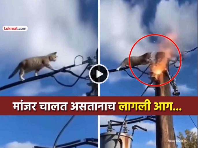 trending video cat was walking on electirc wire suddenly blast shocked thrown in the air viral social media | VIDEO: 'तारेवरची कसरत'! मांजर विजेच्या तारेवरून चालत होती, अचानक लागली आग अन् पुढे...