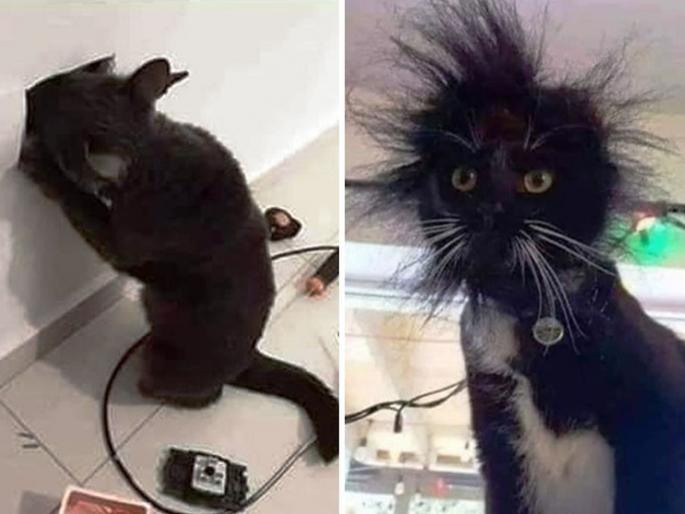 Pictures of a cat exploring switchboard goes viral on social media | बोंबला! स्विचबोर्डमध्ये डोकं घालत होती मांजर, पुढे जे झालं ते बघाच..... Pictures of a cat exploring switchboard goes viral on social media | बोंबला! स्विचबोर्डमध्ये डोकं घालत होती मांजर, पुढे जे झालं ते बघाच.....