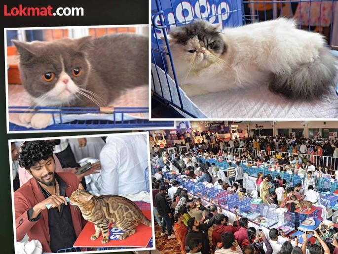 Catwalks from Bengal cats to rare Siamese cats in Kolhapur | कोल्हापुरात बंगाली कॅटपासून दुर्मीळ सियामीन मांजरांचा कॅटवॉक, मांजरप्रेमींनी केली गर्दी Catwalks from Bengal cats to rare Siamese cats in Kolhapur | कोल्हापुरात बंगाली कॅटपासून दुर्मीळ सियामीन मांजरांचा कॅटवॉक, मांजरप्रेमींनी केली गर्दी