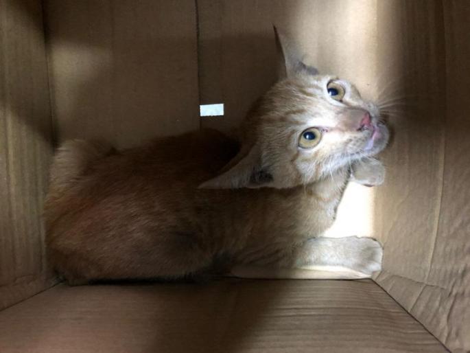 ... and six hours after the cat got trapped in the car's engine | Video : ...आणि सहा तासांनी झाली कारच्या इंजिनात अडकलेल्या मांजरीची सुटका ... and six hours after the cat got trapped in the car's engine | Video : ...आणि सहा तासांनी झाली कारच्या इंजिनात अडकलेल्या मांजरीची सुटका