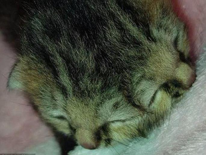 This cat with two mouth, two nose and three eyes is viral on internet | दोन तोंड, दोन नाक आणि तीन डोळे असलेली ही मांजर इंटरनेटवर होतेय व्हायरल This cat with two mouth, two nose and three eyes is viral on internet | दोन तोंड, दोन नाक आणि तीन डोळे असलेली ही मांजर इंटरनेटवर होतेय व्हायरल