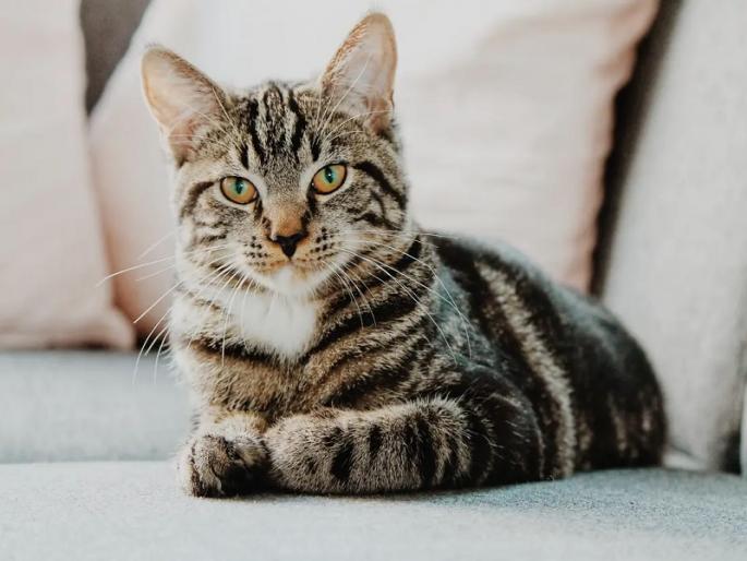 Sterilization of one thousand stray cats in Pune; 690 Pune residents were bitten | Pune | पुण्यात एक हजार भटक्या मांजरांची नसबंदी; ६९० पुणेकरांना चावा Sterilization of one thousand stray cats in Pune; 690 Pune residents were bitten | Pune | पुण्यात एक हजार भटक्या मांजरांची नसबंदी; ६९० पुणेकरांना चावा