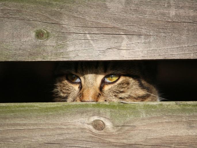Emotional Story: insecticide felled down by cat at home, one and half year old boy died | Nagpur News: मांजराने घात केला, चिमुकल्याचा जीव गेला