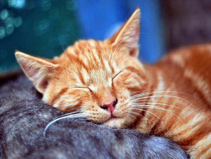 sterilization of 300 cats in two months; Action of Pune Municipal Corporation | दोन महिन्यात ३०० मांजरींची नसबंदी; पुणे महापालिकेची कारवाई sterilization of 300 cats in two months; Action of Pune Municipal Corporation | दोन महिन्यात ३०० मांजरींची नसबंदी; पुणे महापालिकेची कारवाई