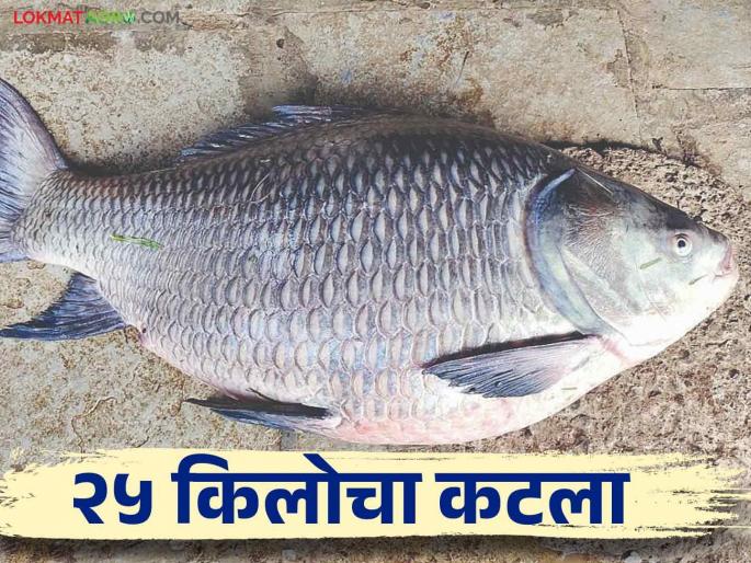 Catla Fish: 25 kg cut fish found in Koyna river basin | Catla Fish कोयना नदीपात्रात सापडला २५ किलोचा कटला मासा Catla Fish: 25 kg cut fish found in Koyna river basin | Catla Fish कोयना नदीपात्रात सापडला २५ किलोचा कटला मासा