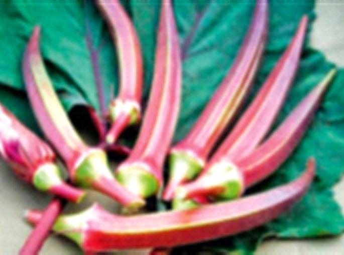 Farmer's red okra costs Rs 800 per kg! pdc | शेतकऱ्याची लाल भेंडी तब्बल ८०० रुपये किलो!
