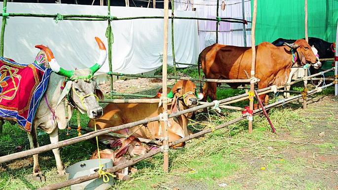 Animal Breeding with Indigenous Seeds | देशी बियाण्यांसोबत पशुसंवर्धनही Animal Breeding with Indigenous Seeds | देशी बियाण्यांसोबत पशुसंवर्धनही