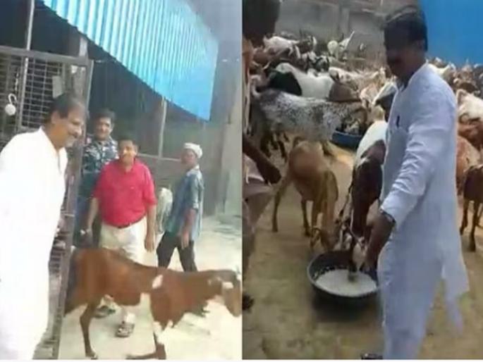 250 goats were given life on the day of Bakri Eid itself; The work of Jain brothers is appreciated in UP bagpat | 'बकरी ईद' दिवशीच २५० बकऱ्यांना जीवदान; जैन बांधवांच्या कार्याचं होतंय कौतुक 250 goats were given life on the day of Bakri Eid itself; The work of Jain brothers is appreciated in UP bagpat | 'बकरी ईद' दिवशीच २५० बकऱ्यांना जीवदान; जैन बांधवांच्या कार्याचं होतंय कौतुक