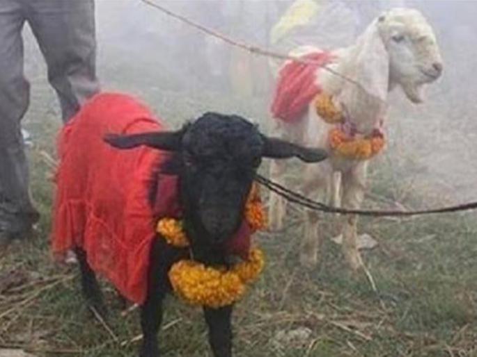 3-year-old boy dies while sacrificing goat, mourns in village | बकऱ्याचा बळी देताना ३ वर्षीय चिमुकल्याचा मृत्यू, गावात शोककळा 3-year-old boy dies while sacrificing goat, mourns in village | बकऱ्याचा बळी देताना ३ वर्षीय चिमुकल्याचा मृत्यू, गावात शोककळा