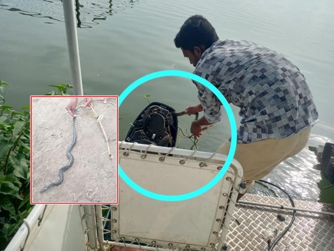 A python entered the engine of the boat, the boat driver was shot in washim | चक्क बोटीच्या इंजिनमध्ये घुसला अजगर, बोट चालकाची उडाली धांदल A python entered the engine of the boat, the boat driver was shot in washim | चक्क बोटीच्या इंजिनमध्ये घुसला अजगर, बोट चालकाची उडाली धांदल