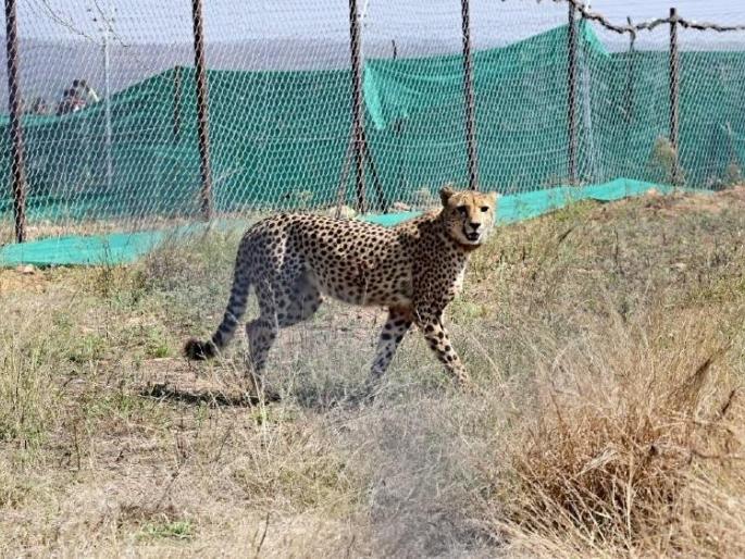 Tragically... the death of Sasha Madi, one of the cheetahs brought from Namibia day of modi birthday | दु:खद... नामीबीयातून आणलेल्या चित्त्यांपैकी साशा मादीचं निधन Tragically... the death of Sasha Madi, one of the cheetahs brought from Namibia day of modi birthday | दु:खद... नामीबीयातून आणलेल्या चित्त्यांपैकी साशा मादीचं निधन