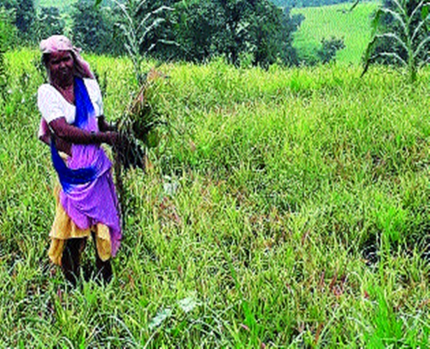 Outbreaks appear to be exacerbated during this period | मोखाड्यामध्ये नागली, भातपिकावर रोगांचा प्रादुर्भाव Outbreaks appear to be exacerbated during this period | मोखाड्यामध्ये नागली, भातपिकावर रोगांचा प्रादुर्भाव