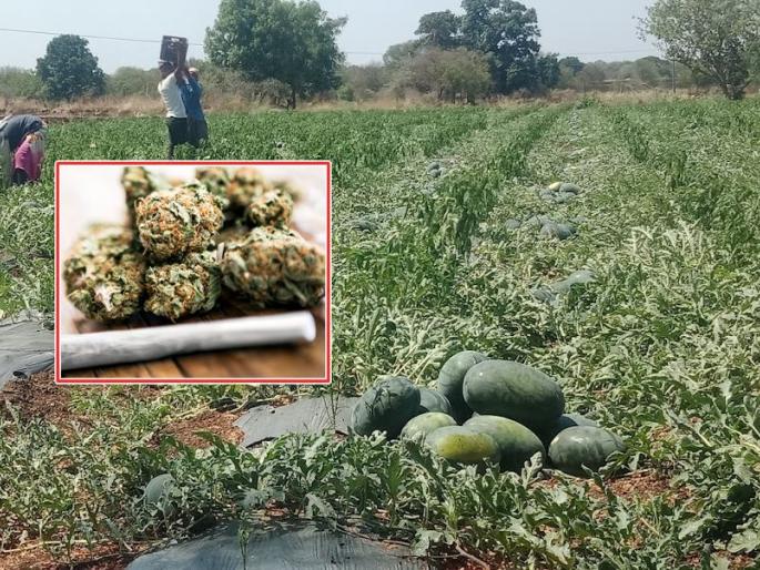 180 cannabis plants in Kalingada farm, farmer arrested in madha solapur | कलिंगडाच्या शेतात गांजाची १८० झाडं, पोलिसांनी केली शेतकऱ्याला अटक 180 cannabis plants in Kalingada farm, farmer arrested in madha solapur | कलिंगडाच्या शेतात गांजाची १८० झाडं, पोलिसांनी केली शेतकऱ्याला अटक