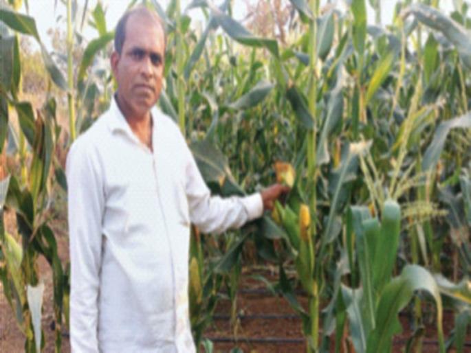 Successful experiment of maize cultivation in Shahapur taluka | शहापूर तालुक्यात मक्याच्या शेतीचा प्रयोग यशस्वी Successful experiment of maize cultivation in Shahapur taluka | शहापूर तालुक्यात मक्याच्या शेतीचा प्रयोग यशस्वी