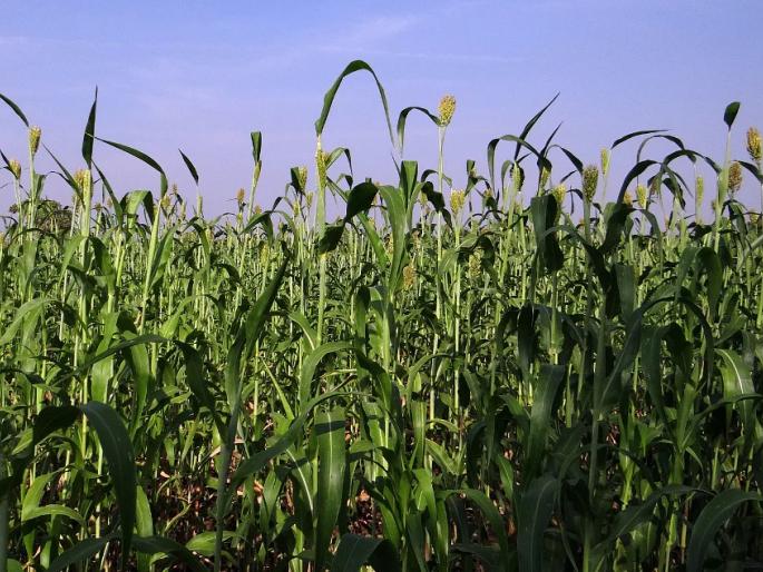 Grow pulses, cereals in the field and also get rewards from the government | शेतात कडधान्य, तृणधान्य पिकवा अन् शासनाकडून बक्षीसही मिळवा Grow pulses, cereals in the field and also get rewards from the government | शेतात कडधान्य, तृणधान्य पिकवा अन् शासनाकडून बक्षीसही मिळवा