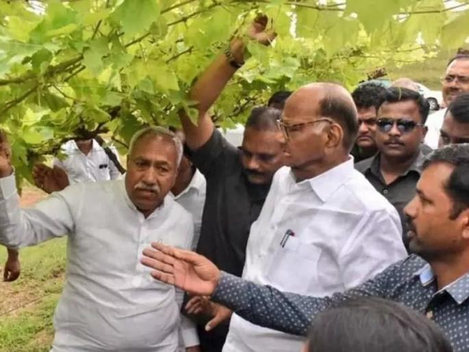 Editorial: Sharad Pawar, wine ... and the government's line! | संपादकीय लेख : शरद पवार, वाईन... आणि सरकारची लाईन! Editorial: Sharad Pawar, wine ... and the government's line! | संपादकीय लेख : शरद पवार, वाईन... आणि सरकारची लाईन!