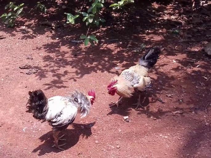 A cockfight has taken place in the High Court | कोंबड्यांची झुंज गेली उच्च न्यायालयात, बुधवारी सुनावणी होणार A cockfight has taken place in the High Court | कोंबड्यांची झुंज गेली उच्च न्यायालयात, बुधवारी सुनावणी होणार