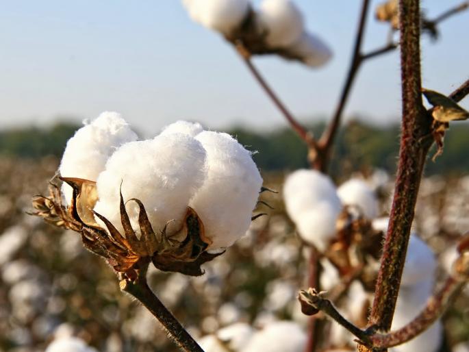 Possible impact on cotton demand due to polyester use | पॉलिस्टर वापरामुळे कापसाच्या मागणीवर परिणामाची शक्यता