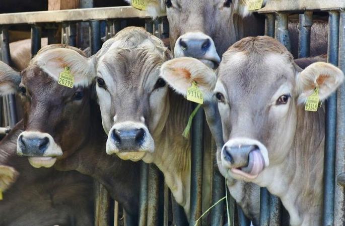 Aadhaar for sale and purchase of cattle | गुरांच्या खरेदी-विक्रीला ‘आधार’ची वेसण!