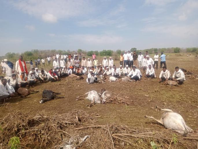 500 sheep killed near Jamneran, hit by storm; The world of Dhangar brothers is out in the open | वादळी पावसाचा फटका, जामनेरनजीक ५०० मेंढ्या ठार; धनगर बांधवांचा संसार उघड्यावर 500 sheep killed near Jamneran, hit by storm; The world of Dhangar brothers is out in the open | वादळी पावसाचा फटका, जामनेरनजीक ५०० मेंढ्या ठार; धनगर बांधवांचा संसार उघड्यावर