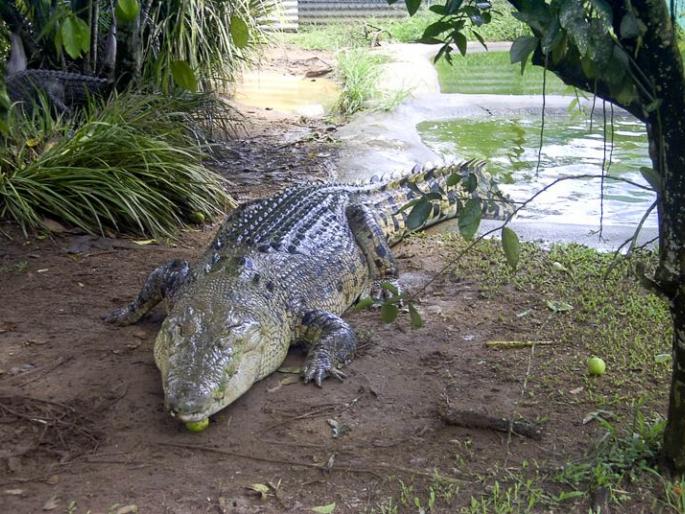Woman dies in crocodile attack, protested after eating part of body in sawantwadi sindhudurg | मगरीच्या हल्ल्यात महिलेचा मृत्यू, शरिराचा काही भाग खाल्ल्याचे आढळले