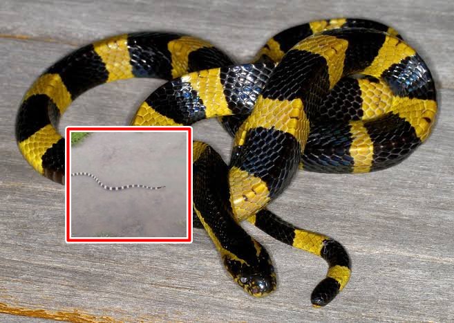 Video: A poisonous manyar snake appeared in the Chandrapur, and left the water in a frenzy | Video: चंद्रपुरात दिसला विषारी मण्यार, सळसळ करत पाण्यातून निघून गेला Video: A poisonous manyar snake appeared in the Chandrapur, and left the water in a frenzy | Video: चंद्रपुरात दिसला विषारी मण्यार, सळसळ करत पाण्यातून निघून गेला