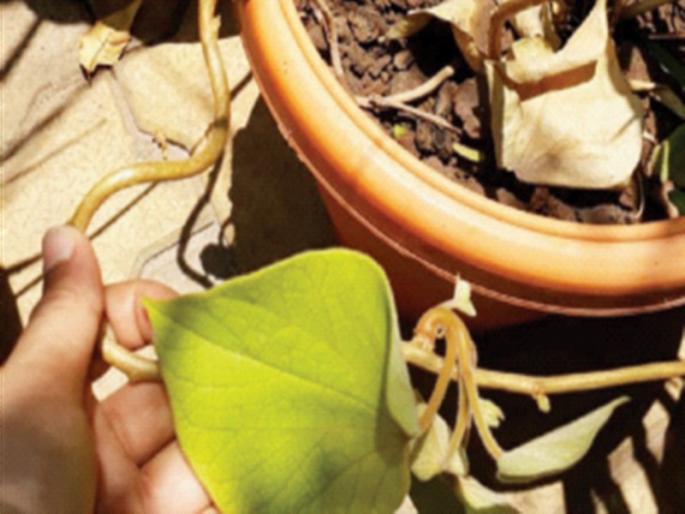 Curative in ailments! | गूळवेल ठरतेय आजारांत गुणकारी! मागणी वाढली Curative in ailments! | गूळवेल ठरतेय आजारांत गुणकारी! मागणी वाढली