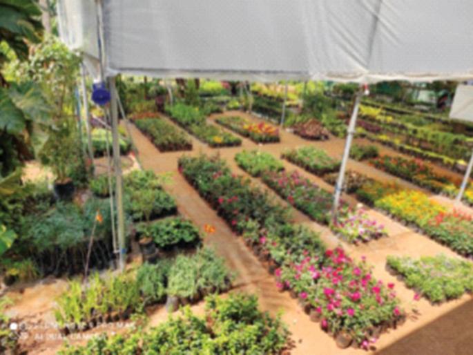 Increased demand for oxygenated plants during the Kavid period | काेविड काळात ऑक्सिजन देणाऱ्या झाडांची वाढली मागणी