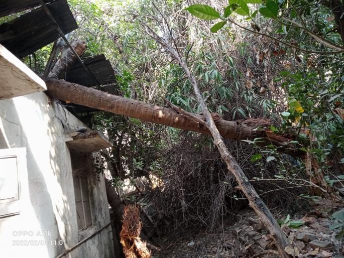 A dried coconut tree fell on the house, damaging the roof | वाळलेलं नारळाचं झाड घरावर पडलं, छताचे नुकसान A dried coconut tree fell on the house, damaging the roof | वाळलेलं नारळाचं झाड घरावर पडलं, छताचे नुकसान