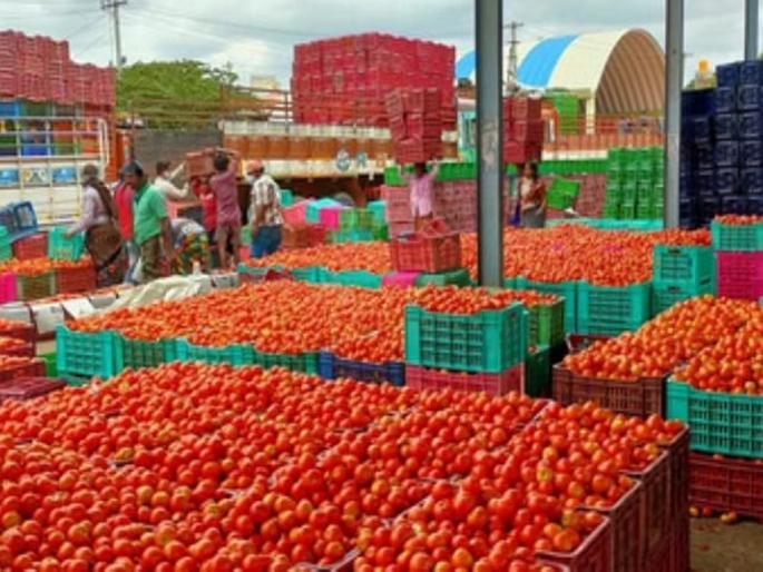31 lakh extorted from 35 tomato farmers, crime against trader in nashik panchvati | ३५ टोमॅटो उत्पादक शेतकऱ्यांना ३१ लाखांचा गंडा, आडत व्यापाऱ्याविरुद्ध गुन्हा 31 lakh extorted from 35 tomato farmers, crime against trader in nashik panchvati | ३५ टोमॅटो उत्पादक शेतकऱ्यांना ३१ लाखांचा गंडा, आडत व्यापाऱ्याविरुद्ध गुन्हा