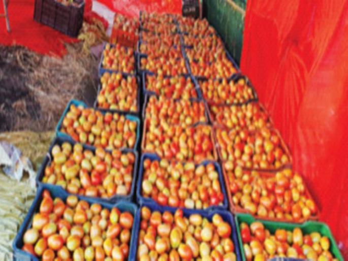 Record crop of tomatoes on coupon water | कूपनलिकेच्या पाण्यावर टोमॅटोचे विक्रमी पीक Record crop of tomatoes on coupon water | कूपनलिकेच्या पाण्यावर टोमॅटोचे विक्रमी पीक