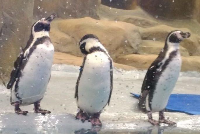 ‘Golden laying hens for penguin contractors’, congress pdc | ‘पेंग्विन कंत्राटदारांसाठी सोन्याचे अंडे देणारी कोंबडी’ ‘Golden laying hens for penguin contractors’, congress pdc | ‘पेंग्विन कंत्राटदारांसाठी सोन्याचे अंडे देणारी कोंबडी’