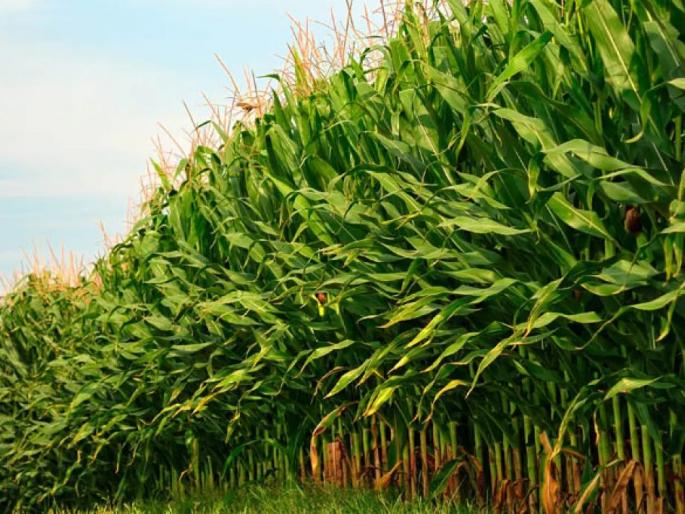 Insurance mafia's crops flourished, loot from crop insurance in the name of farmers | विमामाफियांचे पीक फोफावले, शेतकऱ्यांच्या नावाखाली पीक विम्यातून लूट Insurance mafia's crops flourished, loot from crop insurance in the name of farmers | विमामाफियांचे पीक फोफावले, शेतकऱ्यांच्या नावाखाली पीक विम्यातून लूट