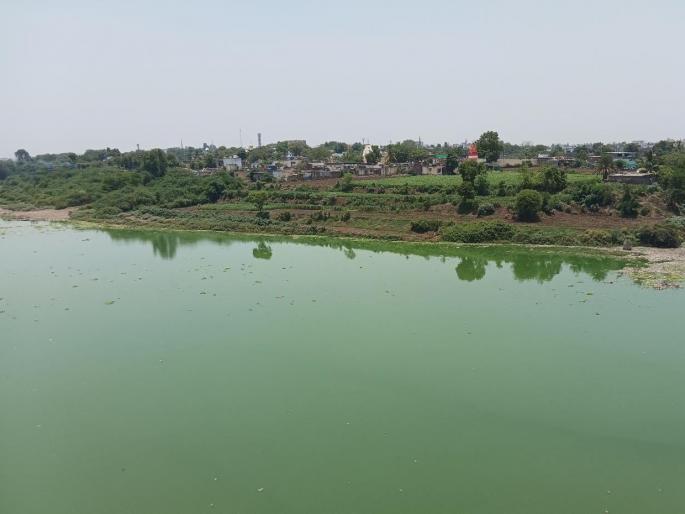 In the Godavari, the water has turned green; City sewage into the river basin in nanded | गोदावरीत जलपर्णी, पाणी झाले हिरवे; शहरातील सांडपाणी नदीपात्रात In the Godavari, the water has turned green; City sewage into the river basin in nanded | गोदावरीत जलपर्णी, पाणी झाले हिरवे; शहरातील सांडपाणी नदीपात्रात