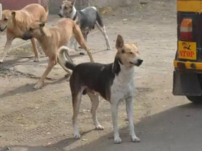 Stray dogs attack four-year-old boy, take 18 bites treat in kalaw hospital | भटक्या कुत्र्यांचा 4 वर्षांच्या मुलावर जीवघेणा हल्ला, घेतले १८ चावे Stray dogs attack four-year-old boy, take 18 bites treat in kalaw hospital | भटक्या कुत्र्यांचा 4 वर्षांच्या मुलावर जीवघेणा हल्ला, घेतले १८ चावे