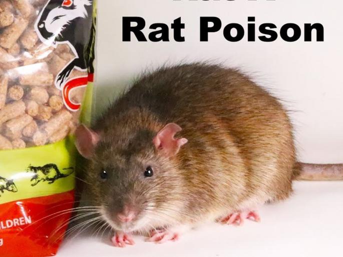 Anger because his wife did not come home, Prashan drank rat poison | बायको माहेरहून येत नसल्यानं संताप, उंदिर मारण्याचं विष केलं प्राशन Anger because his wife did not come home, Prashan drank rat poison | बायको माहेरहून येत नसल्यानं संताप, उंदिर मारण्याचं विष केलं प्राशन