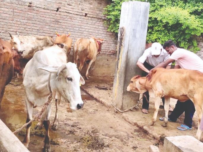 The noose of 'Lumpi' is getting tight in Akola; Two animals died | अकोल्यात ‘लम्पी’चा फास घट्ट; दोन जनावरांचा मृत्यू, ५३२ जनावरांना लागण The noose of 'Lumpi' is getting tight in Akola; Two animals died | अकोल्यात ‘लम्पी’चा फास घट्ट; दोन जनावरांचा मृत्यू, ५३२ जनावरांना लागण