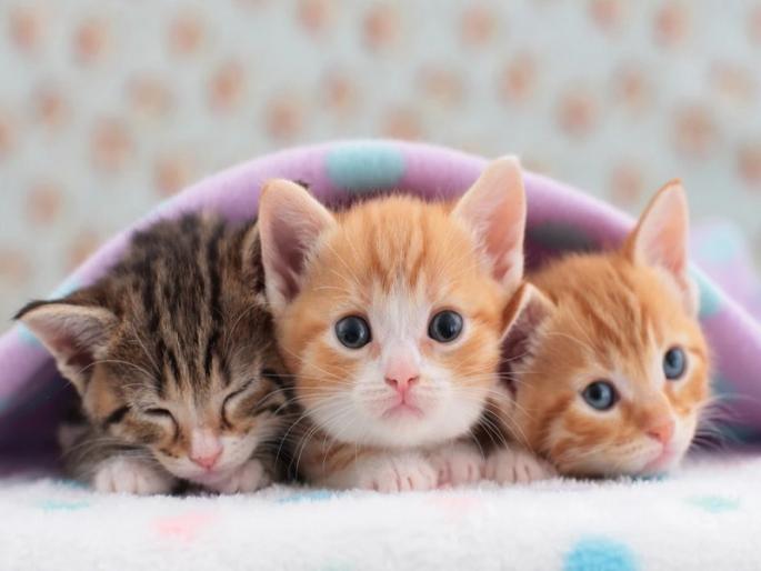 World Cat Day 2022 Cat came home Tension was lost International Cat Day | मांजर दिन विशेष: मनी माऊ घरी येई, ‘टेंशन’च गुल होई! World Cat Day 2022 Cat came home Tension was lost International Cat Day | मांजर दिन विशेष: मनी माऊ घरी येई, ‘टेंशन’च गुल होई!